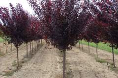 Plum Purple Leaf