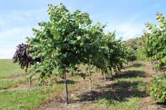 Redbud Appalachian