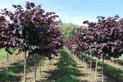 Redbud Forest Pansy