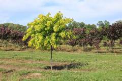 Redbud Hearts of Gold