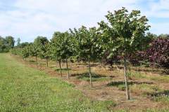 Redbud Oklahoma
