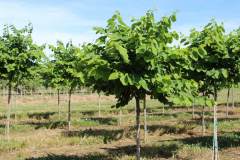 Redbud Royal White