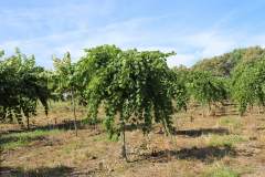 Redbud Vanilla Twist