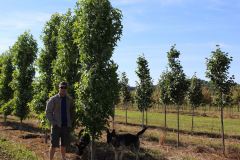 Sweetgum Slender Silhouette
