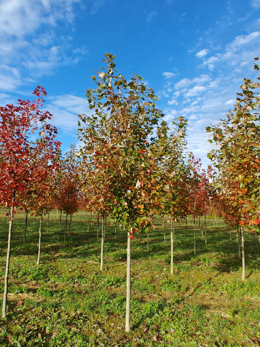 Faron Green Nursery McMinnville, Tennessee