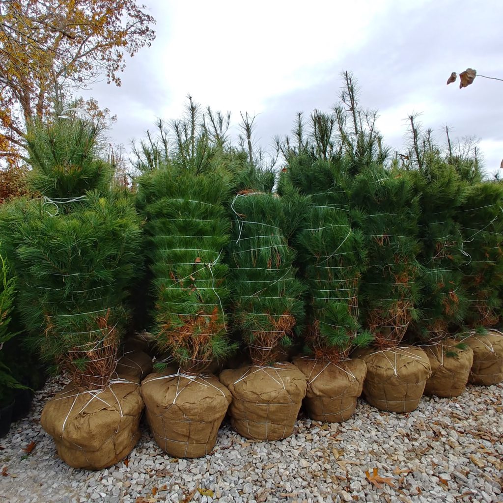 Faron Green Nursery McMinnville, Tennessee